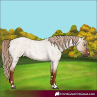 Horse Color:Red Dun Roan 