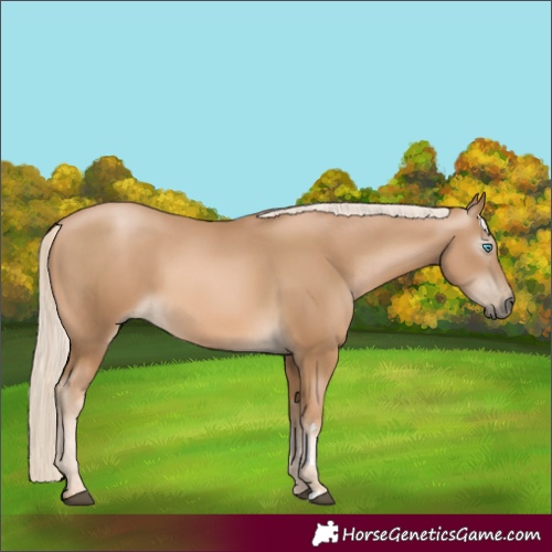 Horse Color:Gray Palomino 