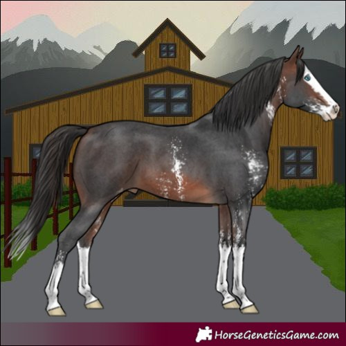 Horse Color:Brown Sabino Splash Appaloosa 