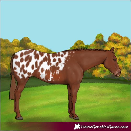 Horse Color:Chestnut Near Leopard