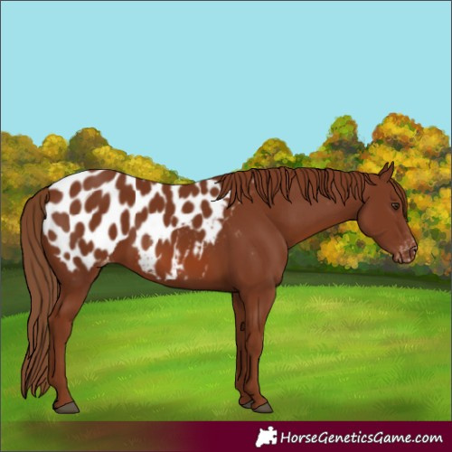 Horse Color:Chestnut Appaloosa