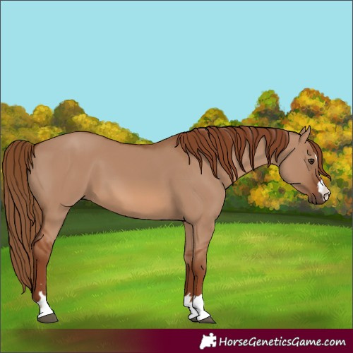Horse Color:Red Dun 