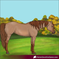 Horse Color:Red Dun