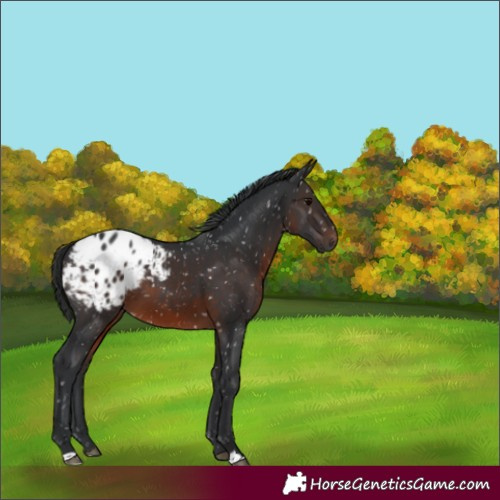 Horse Color:Brown Appaloosa 