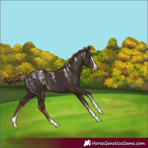 Horse Color:Powder White Liver Chestnut Appaloosa