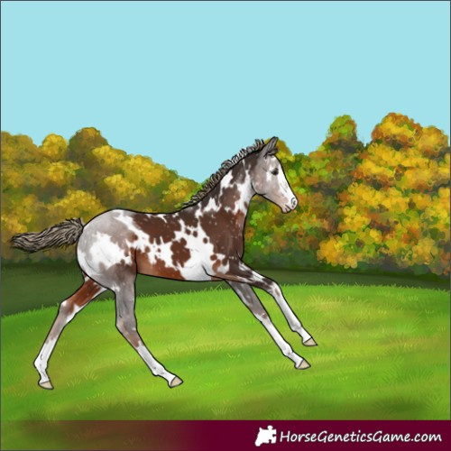 Horse Color:White Spotted Liver Chestnut Skewed Appaloosa