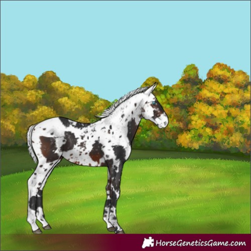 Horse Color:Brown Harlequin Merle Appaloosa 