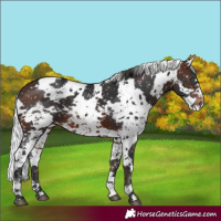 Horse Color:White Spotted Brown Harlequin Merle Snowflake Varnish 