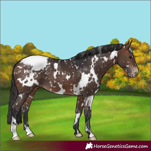 Horse Color:White Spotted Brown Appaloosa 