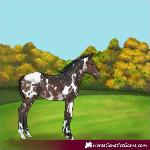 Horse Color:White Spotted Brown Appaloosa