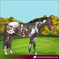 Horse Color:White Spotted Brown Appaloosa