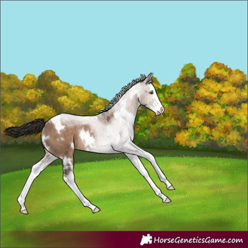 Horse Color:White Spotted Liver Red Dun Splash Appaloosa Rabicano 