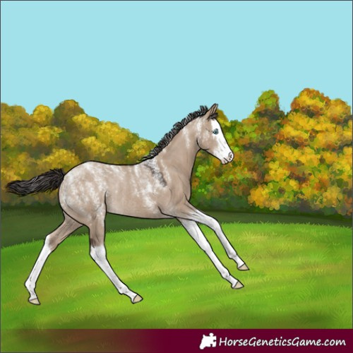 Horse Color:Powder White Liver Red Dun Splash Appaloosa Rabicano 