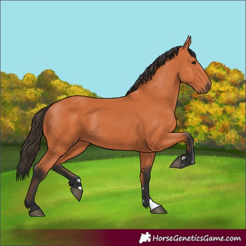 Horse Color:Bay 