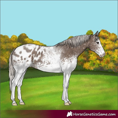 Horse Color:White Spotted Silver Black Tobiano Appaloosa 