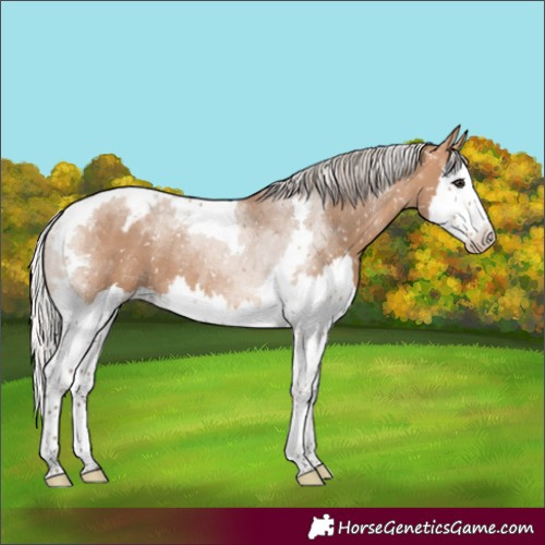 Horse Color:Silver Bay Dun Splash Tobiano Appaloosa Rabicano 