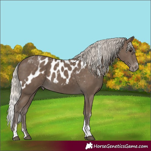 Horse Color:Powder White Silver Smoky Black Tobiano Skewed Appaloosa Rabicano 