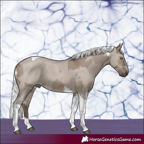 Horse Color:Silver Grullo Merle Tobiano 