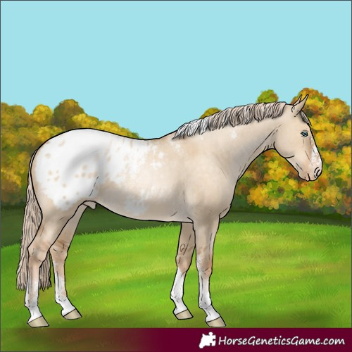 Horse Color:Powder White Chocolate Palomino Pearl Dun Tobiano Appaloosa 