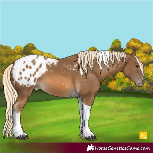 Horse Color:Chocolate Palomino Tobiano Appaloosa