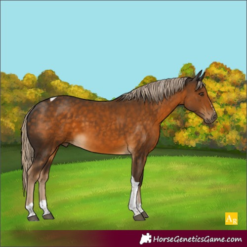 Horse Color:Chocolate Palomino Tobiano 