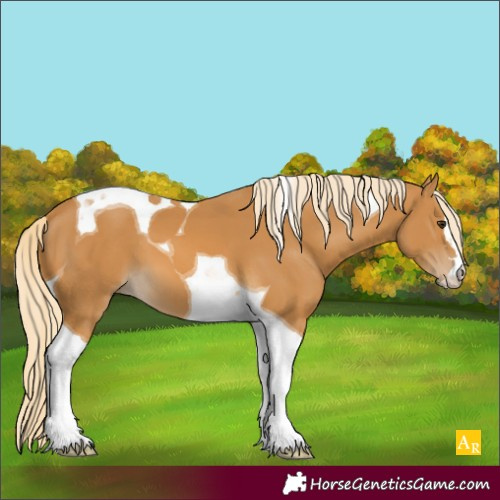 Horse Color:Palomino Tobiano 