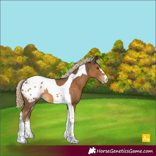 Horse Color:Chocolate Palomino Tobiano Appaloosa 