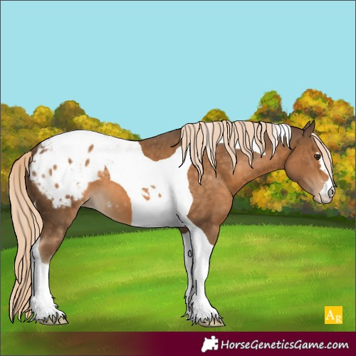 Horse Color:Chocolate Palomino Tobiano Appaloosa