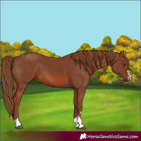 Horse Color:Chestnut 