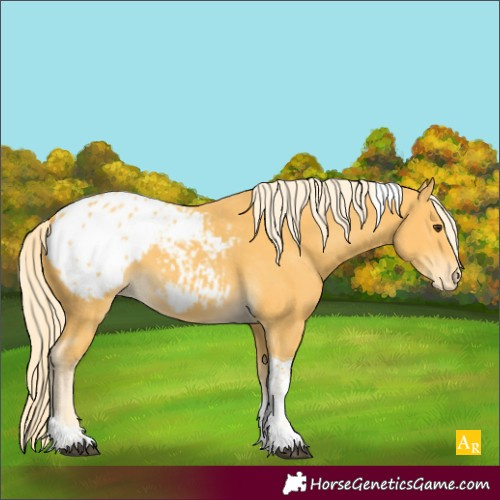 Horse Color:Palomino Tobiano Appaloosa