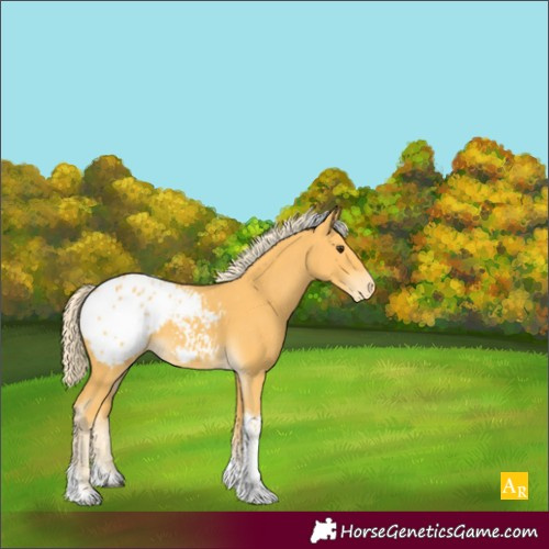 Horse Color:Palomino Tobiano Appaloosa 