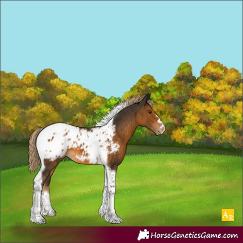 Horse Color:Chocolate Palomino Tobiano Appaloosa 
