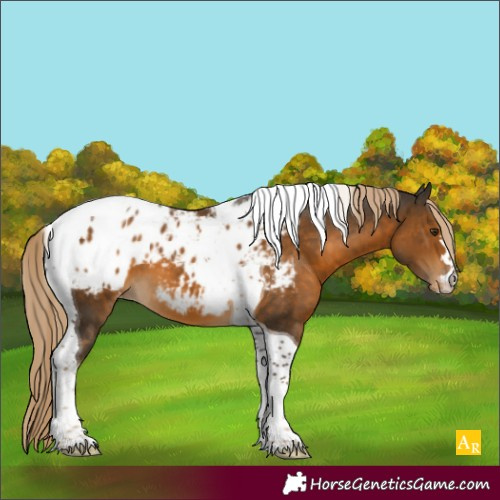 Horse Color:Chocolate Palomino Tobiano Appaloosa