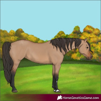Horse Color:Bay Dun