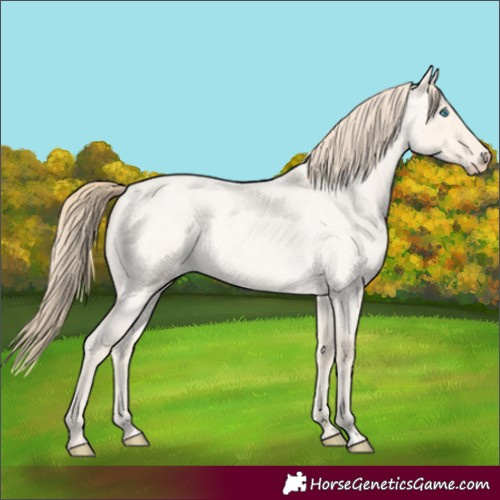 Horse Color:Perlino Roan Dun 