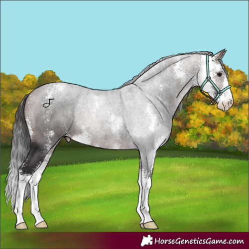 Horse Color:Brown Sabino 