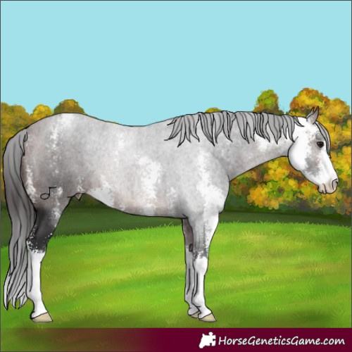 Horse Color:Brown Sabino 