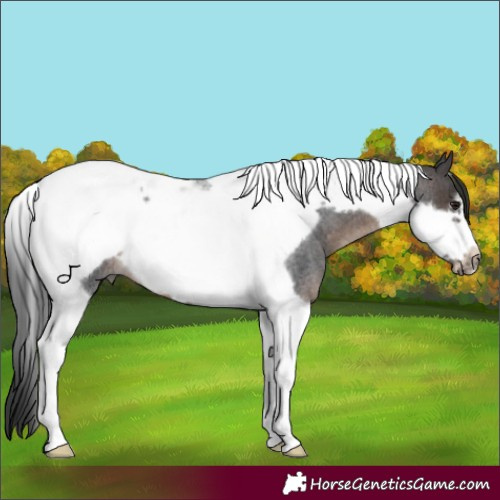 Horse Color:Brown Roan Tobiano Frame 