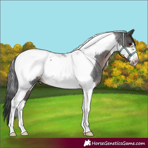 Horse Color:Brown Roan Tobiano Frame 