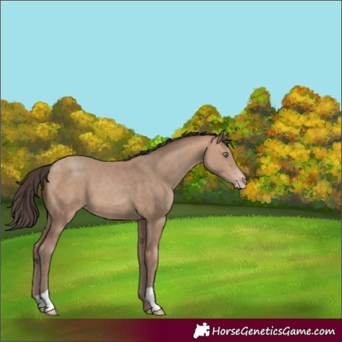 Horse Color:Sable Champagne