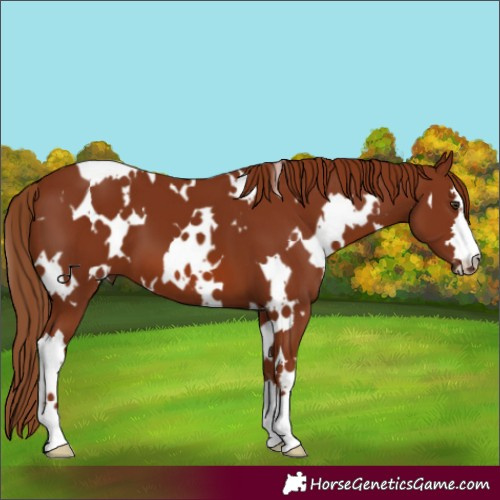 Horse Color:White Spotted Chestnut 