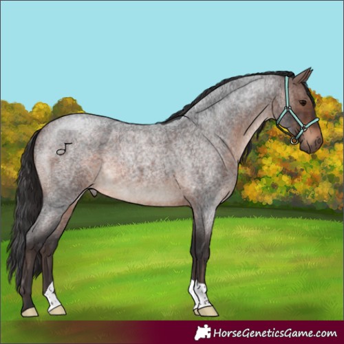 Horse Color:Brown Roan 