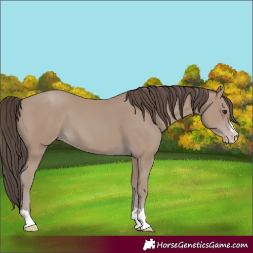 Horse Color:Classic Champagne 