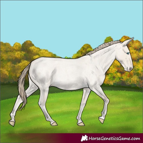 Horse Color:Smoky Creme Roan Dun 