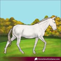 Horse Color:Smoky Creme Roan Dun 