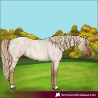 Horse Color:Chocolate Palomino Roan Dun