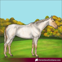 Horse Color:Palomino Roan Dun