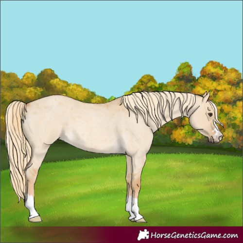 Horse Color:Palomino Roan Dun
