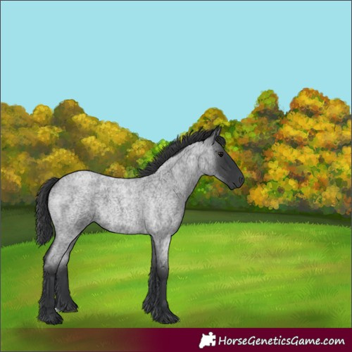 Horse Color:Blue Roan