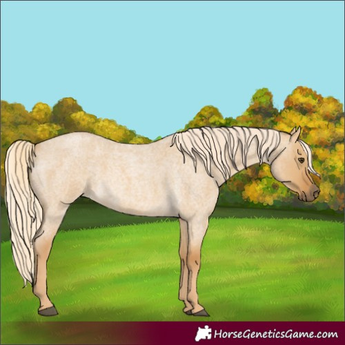 Horse Color:Palomino Roan Dun 